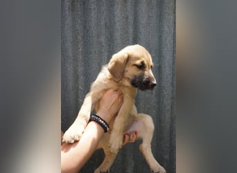 Ronja- Kulleraugen auf vier Pfoten