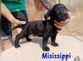 Misissippi geb. 03/2025 (in Deutschland) - kleiner Labrador-Mix Welpe!