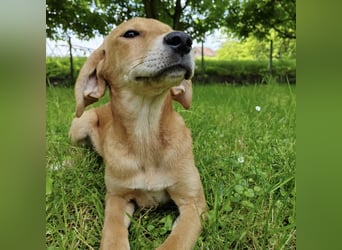 Linja eine elegante kleine Dame