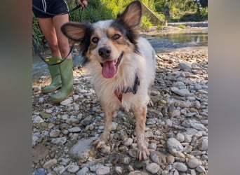 Axel - sanft, fröhlich, liebevoll mit Hund und Mensch - ein Traumtyp