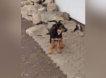 Dina sucht ein Zuhause!