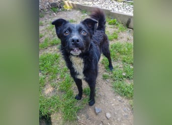 Verspielter ELVIS- sucht Zuhause für immer