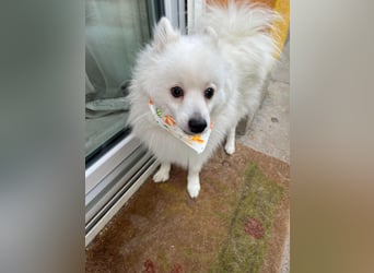 Louie SR – Ein kleiner Spitz mit großem Herz sucht sein Zuhause