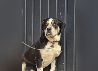 Vilma-BE, sucht einen sicheren Hafen!