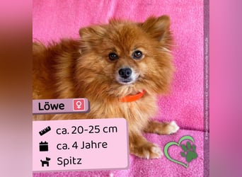 Löwe