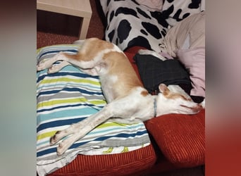 Jumanji – neugieriger Podenco mit liebevollem Wesen