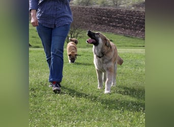 Hübscher Rufus sucht ein Zuhause