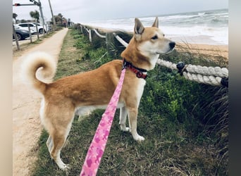 Canaan Dog-Welpe (Kanaan-Hund)