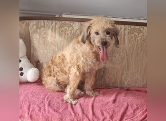 Luca: Ich suche ein neues Zuhause, wer möchte mich?