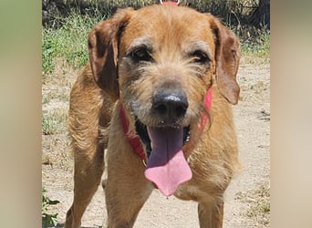 Balu: er hat ganz viel Liebe zu geben