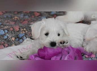 Welpen weiß Zwergschnauzer Rüde und Hündin