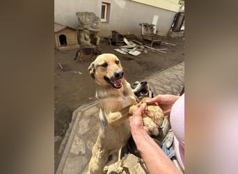 Alex - Freundlicher Jungspund sucht liebevolles Zuhause