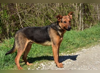 Bobko ist ein entspannter, lieber Hund