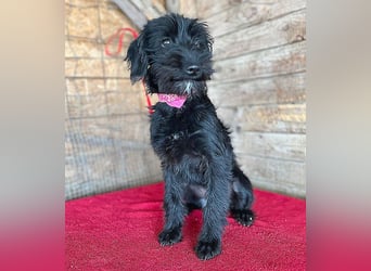 (R) ❤️ süße kleine MONTI - 6 Monate, 35cm/6kg - Schnauzer-Mix