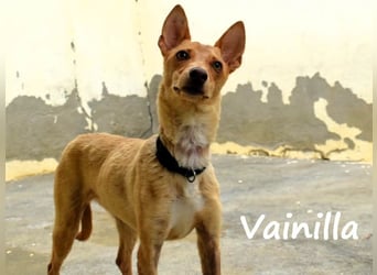 Vainilla 02/2024 (in Deutschland) - süße und sanfte kleine Podenca!
