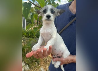 Luke, geboren 30.03.2025, 20cm sucht seine Chance