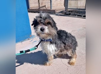 BENJI-sehnt sich nach Fürsorge!
