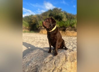 Labrador Welpe (Hündin) sucht ihr Traumzuhause