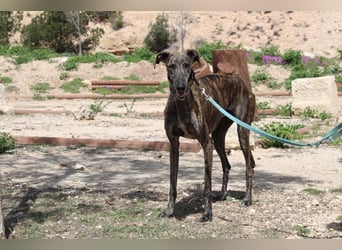CORA-zarte Galgo-Seele auf der Suche nach einem liebevollen Zuhause