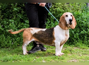 Bassant  - Basset Hound, lieb und verträglich