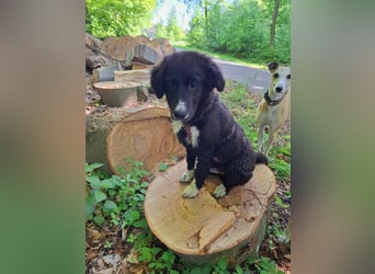 Baloo - junger,lebensfroher Hund