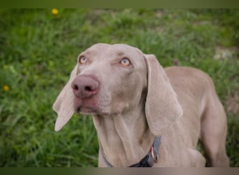 Weimaraner Hündin Melly