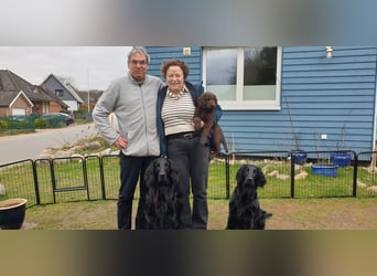 C - Wurf Flat Coated Retriever 2025