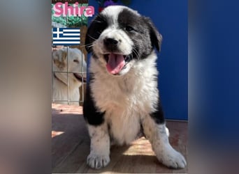 Shira,geb.02/25,pütziges Hundemädchen sucht ihre Familie