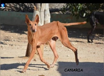 ❤️CANARIA❤️  ❗NOTFALL❗