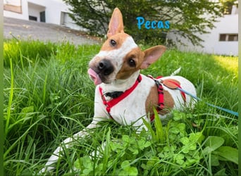 Pecas 05/2022 (in Deutschland) - frech, klug und bereit fürs Abenteuer!