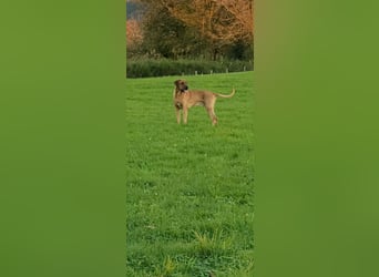 Wurf Cane Corso/Flat & Broholmer