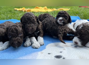 Lagotto Romagnolo, Welpen von ausgezeichneter Qualität