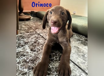Orinoco geb. 03/2025 (ESP) - aufgeweckter Labrador-Mix Welpe!