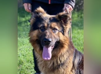 Tibo, Schäferhund Mischling