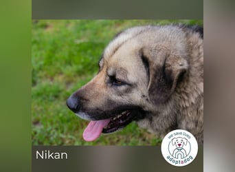 Nikan: Sucht ein Zuhause