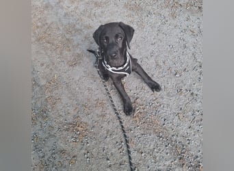 Sehr liebevoller schwarzer Labrador Welpe (Rüde)
