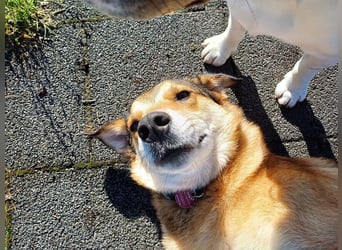 ♥JOSY♥ verliert ihr Zuhause in Grevenbroich - so menschenbezogene und sanfte Schönheit 50 cm