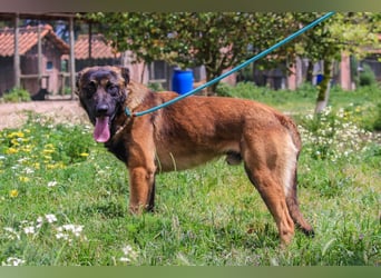 Woody, Mix Belgischer Schäferhund / Malinois