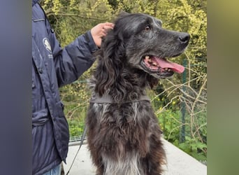 Blue - ruhiger, freundlicher Traumsetter