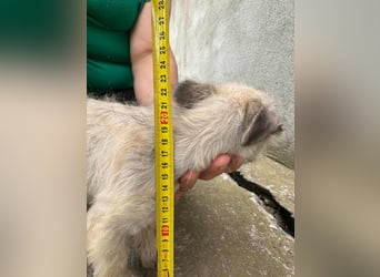 Sugar, geboren 01.05.2025, 21cm sucht ihr Glück