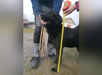 Axel, geb. 01.07.2023, 57cm, sucht seine Menschen