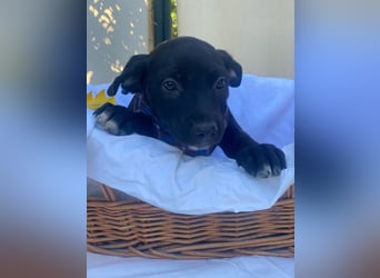 Fredi LM - Zuhause gesucht – Neun kleine Hundekinder auf großer Mission