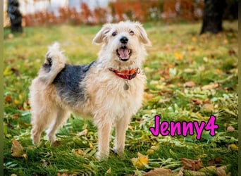 Jenny4 geb. 01/2018 - bezaubernde und super liebe, kleine Wuschelhündin!