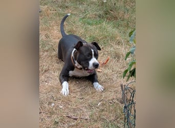 Bene, Staffordshire Terrier, geb. 2025, su. aktive Menschen, gerne mit Rasseerfahrung