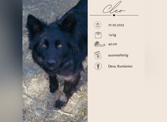 Sanfter Engel CLEO wartet auf Dich