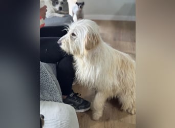Lola, eine zauberhafte Hündin