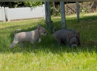 Chihuahua Welpen reinrassig Rüde Mai2025