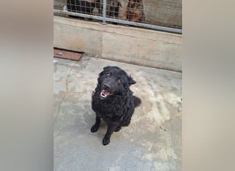 Pauli kroatischer Schäferhund Mischling Rüde sucht Zuhause oder Pflegestelle
