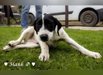 Holly, Hank, Harold und Herbie suchen ab sofort ein Zuhause