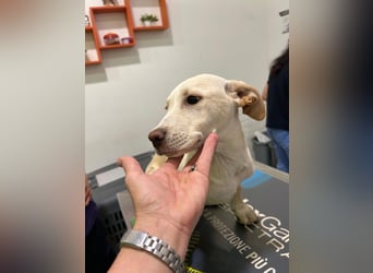 Francesco – sanfter Herzenshund auf der Suche nach seinem Platz im Leben